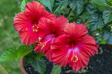 Trio of vibrant red hibiscus flowers with bright yellow stigma growing in garden pot - obrazy, fototapety, plakaty