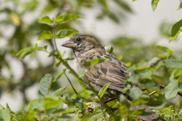 cute sparrow