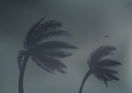 tornade - cyclone - tempête - catastrophe naturelle - palmier - phénomène météo