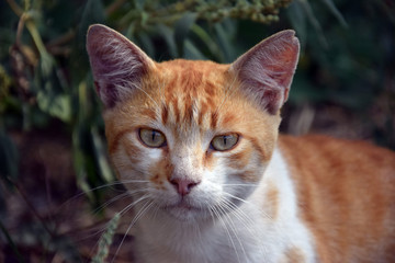 Домашние животные (Кошки)