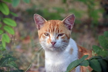 Домашние животные (Кошки)