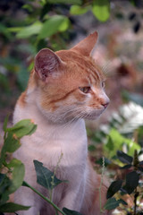 Домашние животные (Кошки)