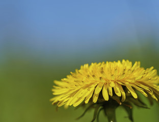 Yellow Flower