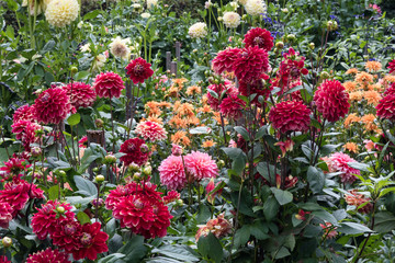 Fototapeta na wymiar Colourful garden of Dahlia