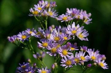 Aster ageratoides