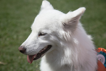Obraz premium Beautiful Luna Husky Samoyed cross-breed dog (bitch)