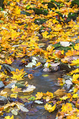 Stream with autumn leaves