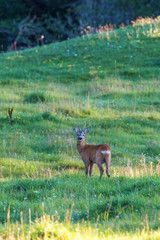 Fototapeta premium Roebuck on a meadow in summer