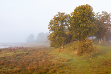 Fog on the lake beach and trees on a ridge