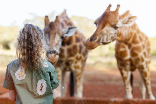 Cute little girl feeding giraffes in Africa