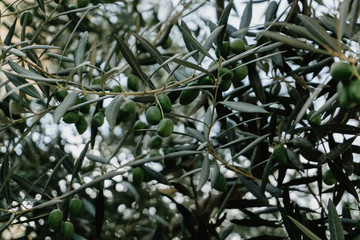 olive tree closeup