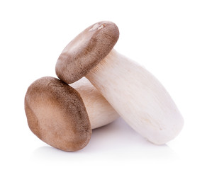 King oyster mushroom Pleurotus eryngii on white background