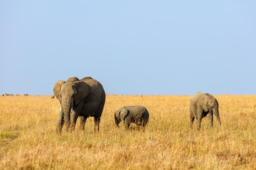 Obraz premium Elephants in Africa