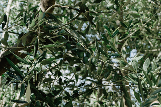 olive tree closeup