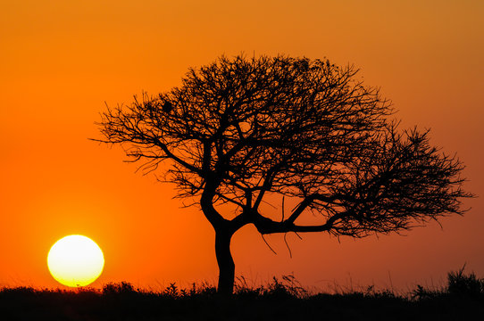 Sonnenuntergang mit Schirmakazie (Acacia tortilis) in Südafrika