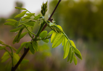 Grass and leaves