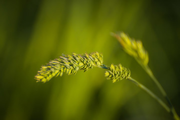 Grass and leaves