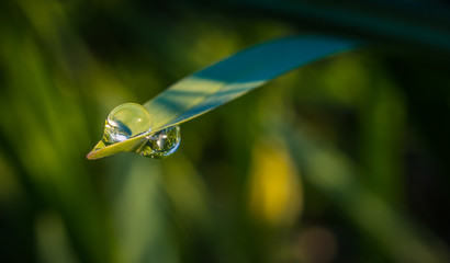 Field in morning dew