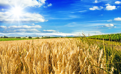 Milder Spätsommer in der Pfalz: Weizenfelder, Ernte, Getreide, blauer Himmel, Wolken :)