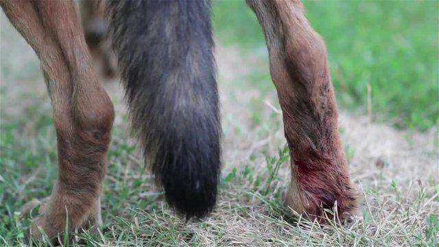back leg of the dog was wounded/German Shepherd with Wounded Foot Rear