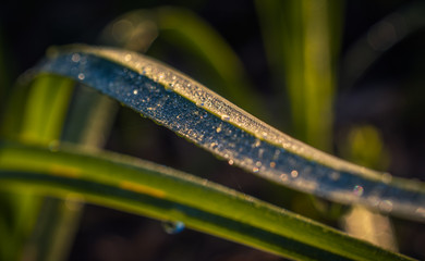 Field in morning dew