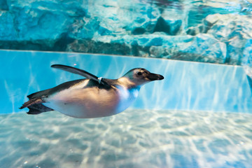 Obraz premium 泳ぐマゼランペンギン