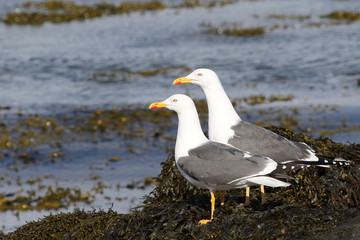 Lesser Black-backed Gull, Larus fuscus, birds of Iceland