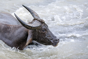 Water buffalo - Carabao in the river