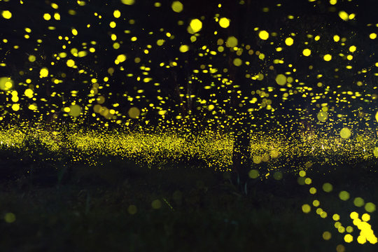 firefly in forest 