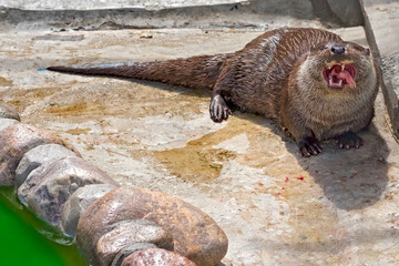 River otter Close-up