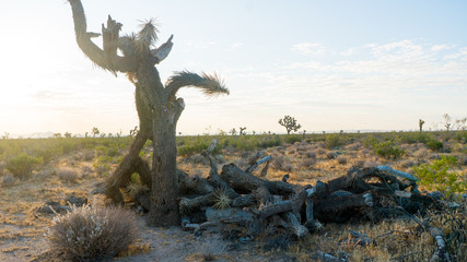 Fototapeta premium Joshua Tree