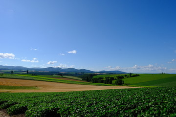 北海道 美瑛 の丘