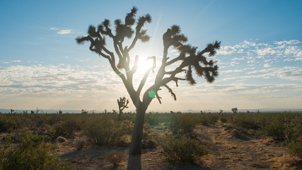 Obraz premium Joshua Tree