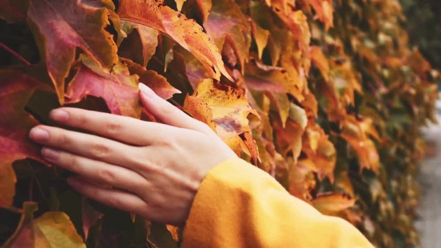 Close up of Woman's Hand Running Through Yellow Autumn Leaves, dolly shot. Slow motion 120 fps. Colourful and textured city fall season background. Wall covered with Beautiful Leaves.
