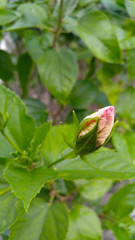 Pink Hibiscus Flower Bud