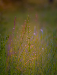 Field in morning dew