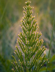Field in morning dew
