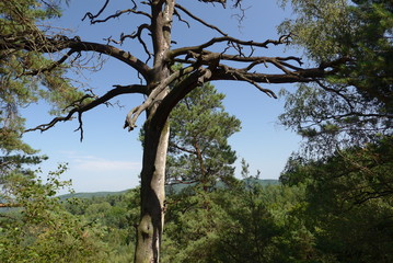 old tree