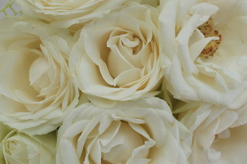 This is the bloom of white roses close up