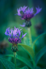 Blue beauty of small nature