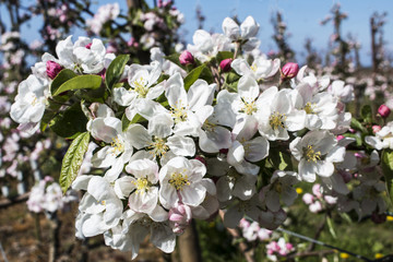apple blossoms