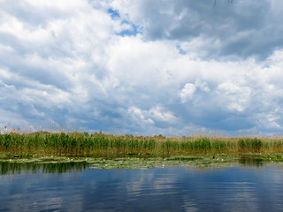 Beautiful landscape of a lake water lilies, bulrush greenery, dynamic sky with white clouds