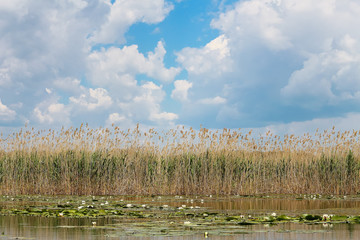 Beautiful landscape of a lake water lilies, bulrush greenery, dynamic sky with white clouds