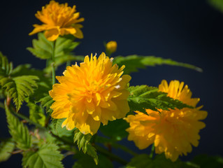 Yellow beauty in the yard