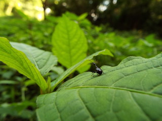 エゴツルクビオトシブミ leaf-cut weevil