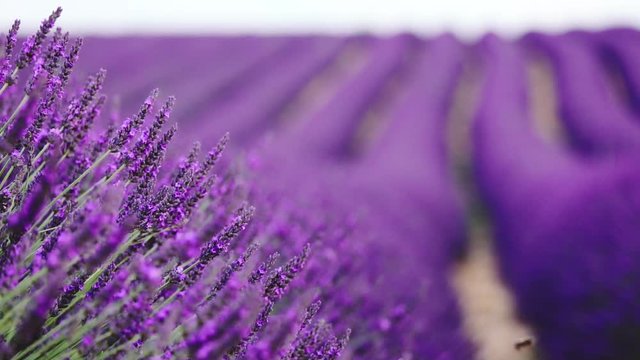 Beautiful Blooming Lavender Flowers Swaying in the Wind. Close Up. SLOW MOTION 120 fps. Endless Fields of Lavender. Plateau du Valensole, Provence, South France, Europe. Cinematic Nature Background.  