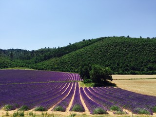 Campo lavanda