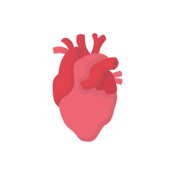Human organs flat icon heart