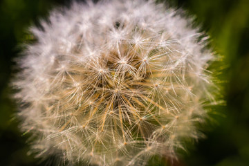 Fototapeta premium Dandelion
