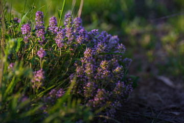 Blue beauty of small nature